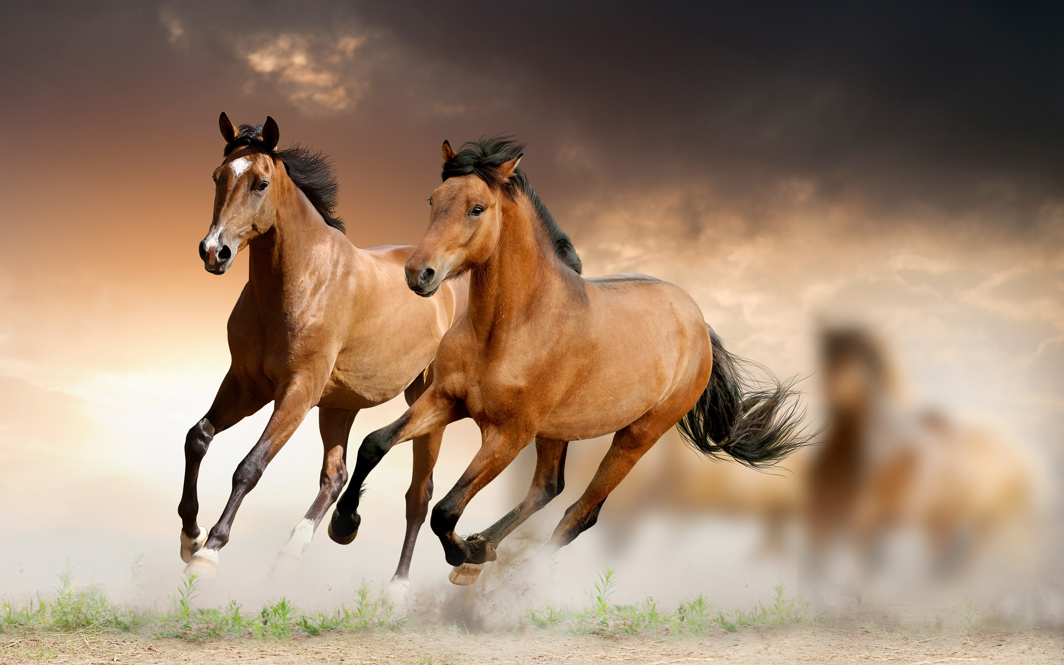 اجمل الصور حصان في العالم , صور خيول جميلة وخلفيات روعة | صقور الإبدآع