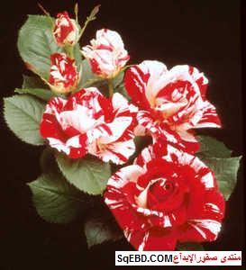 ورد وردي رمزيات جميلة حلوة كيوت صور ورد وزهور Rose Flower Images
