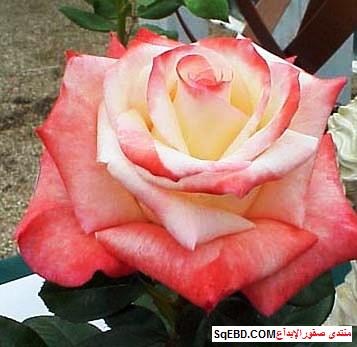 أسماء الورد في اللغة العربية Red Roses Wallpaper Red And White Roses Flower Wallpaper
